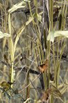 6" Reeds N Weeds Camo By The Foot