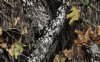 12" New Mossy Oak Break-Up Camouflage Vinyl By The Foot