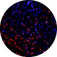 Siser Purple Holographic Heat Transfer By The Foot