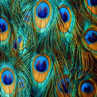 Build Your Own Patterned HTV Digital Prints 1 Foot 5 Pack