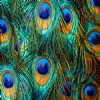 Build Your Own Patterned HTV Digital Prints 1 Foot 5 Pack
